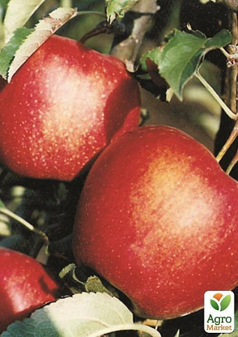 Яблуня "Ерлі мак" (осінній сорт, середній термін дозрівання) - фото 3