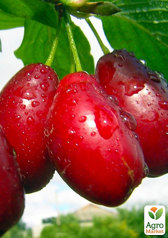 Ексклюзив! Кизил яскраво-червоний "Сучасний" (Modern) (преміальний морозостійкий сорт, дуже солодкий)