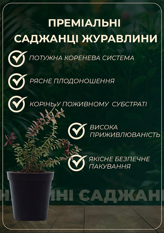 Журавлина "Ховес" (Hoves) (середньо-пізній термін дозрівання, великоплідний сорт) - фото 2