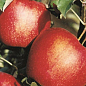 Яблуня "Ерлі мак" (осінній сорт, середній термін дозрівання) цена