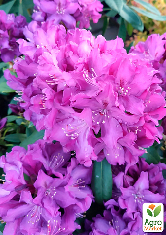 Рододендрон гибридный "Boleslaw Chrobry"