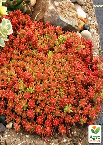 Очиток "Кораловий килим" (Sedum "Coral Carpet")