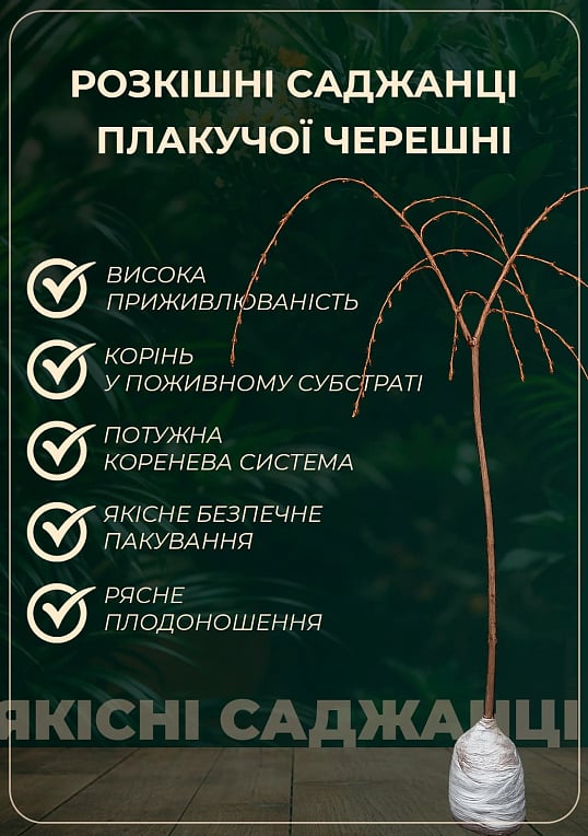 Черешня жовта плакуча "Weeping cherry" (вік від 2-х років, висота 120-180см) - фото 2