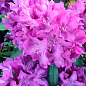 Рододендрон гибридный "Boleslaw Chrobry"