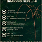 Черешня жовта плакуча "Weeping cherry" (вік від 2-х років, висота 120-180см) купить