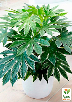 LMTD Фатсия японская "Fatsia Variegata" (высота 30-40см)1