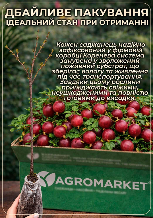 Крыжовник на штамбе "Каптиватор" (Captivator) (среднего срока созревания сорт) - фото 3