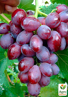 Виноград "Руби сидлис" (кишмиш)1
