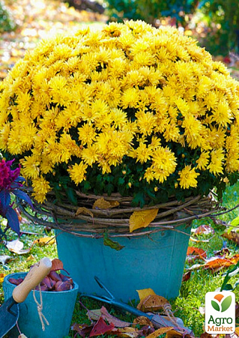 Хризантема мультифлора шарообразная "Staviski Yellow"  - фото 2