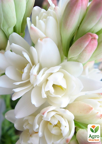 Тубероза "The Pearl" (Царица Ароматов) размер 10+