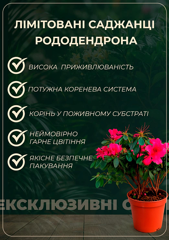 Рододендрон комнатный "Fluostern" Нидерланды