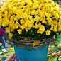 Хризантема мультифлора шарообразная "Staviski Yellow"  купить