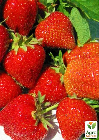 Полуниця "Сірафін" (ремонтантний сорт) - фото 8