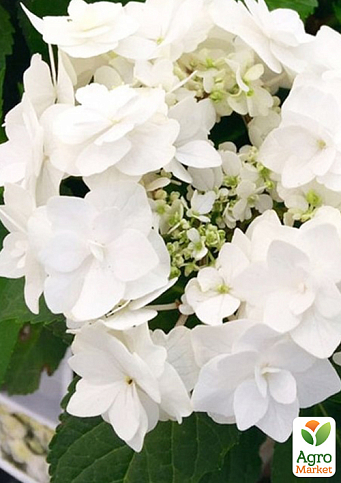 Гортензія квітуча крупнолиста "Доппіо Б'янко" (Hydrangea macrophylla Doppio Bianco) вазон С1,5 - фото 6