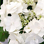 Гортензія квітуча крупнолиста "Доппіо Б'янко" (Hydrangea macrophylla Doppio Bianco) вазон С1,5