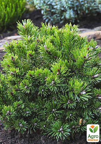 Сосна гірська "Клостергрун" (Pinus mugo "Klostergrun") C2, висота 20-40см - фото 3