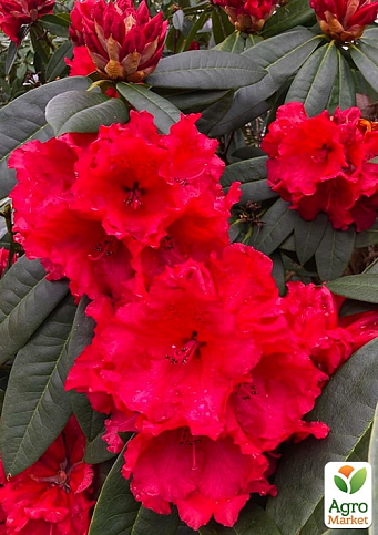Рододендрон красный "Рэд Джек" (Red Jack)  - фото 7