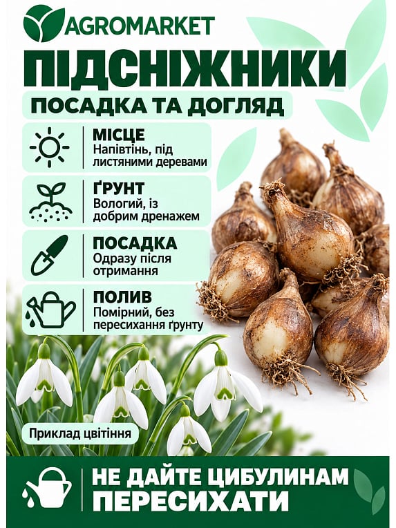 Пролісок (галантус) "Білий" 5шт в упаковці