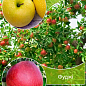Дерево-сад Яблоня "Голден+Фуджи" 