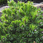 Сосна горная "Клостергрун" ( Pinus mugo "Klostergrun") C2, высота 20-40см цена