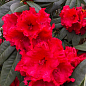 Рододендрон красный "Рэд Джек" (Red Jack) 