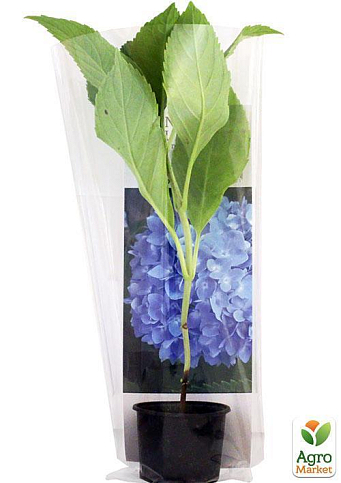 Гортензия крупнолистная голубая "Бесконечное лето" (Endless Summer) - фото 7