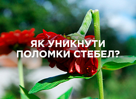Поломка стебел у рослин: причини, профілактика та догляд | Agro-market