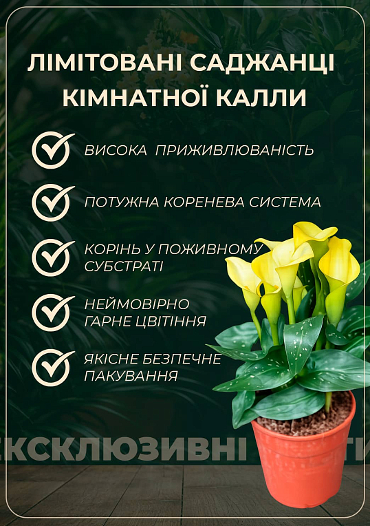 LMTD Зантедескія (кала кімнатна) "Mandarin" - фото 2