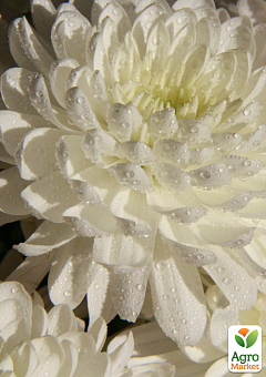Хризантема крупноцветковая "Alaka Blanc" (вазон С1 высота 20-30см)2