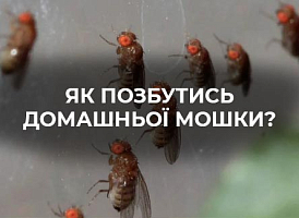 Як зробити пастку для мошки своїми руками | Agro-market