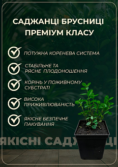 Ексклюзив! Брусниця "Перлина" (Pearl) (пізній термін дозрівання, дуже врожайний сорт)20