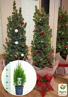 Хвоя Новорічна "Christmas Juniperus" (Різдвяний ялівець) (висота 40-50см)1