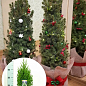 Хвоя Новорічна "Christmas Juniperus" (Різдвяний ялівець) (висота 40-50см)