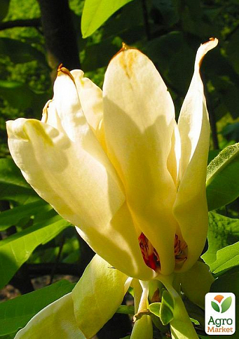 Магнолия трёхлепестная "Magnolia Tripetala"  - фото 2