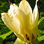 Магнолия трёхлепестная "Magnolia Tripetala"  купить