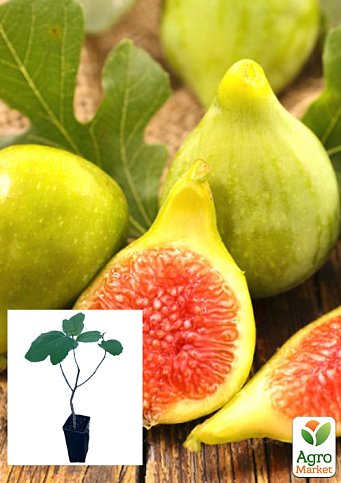 Инжир золотистый "Вердал" саженец 2 года ( ранний, крупноплодный сорт)