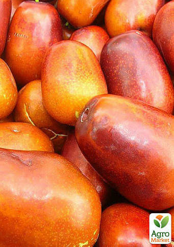 Зізіфус 2-х річний щеплений "Вахський" (ранній, великоплідний сорт)