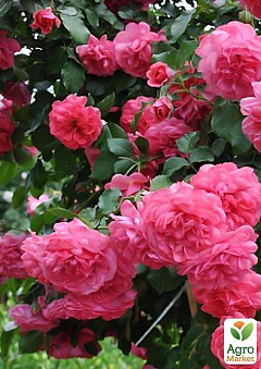 Роза парковая "Розариум Уетерзен" (саженец класса АА+) высший сорт2