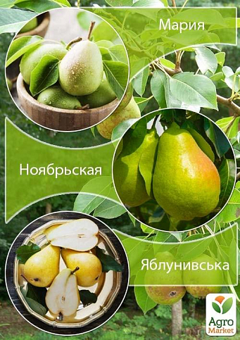 Дерево-сад Груша "Мария+Ноябрьская+Яблунивська" 