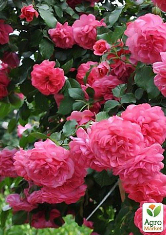 Роза парковая "Розариум Уетерзен" (саженец класса АА+) высший сорт
