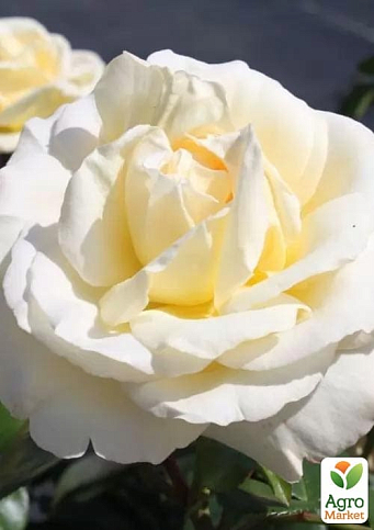 Роза чайно-гибридная "Ла Перла" (саженец класса АА+) высший сорт - фото 4