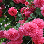 Роза парковая "Розариум Уетерзен" (саженец класса АА+) высший сорт