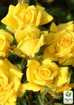 Роза мелкоцветковая (спрей) "Еллоу Бейби" (Yellow Babe®)(саженец класса АА+) высший сорт7