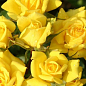 Роза мелкоцветковая (спрей) "Еллоу Бейби" (Yellow Babe®)(саженец класса АА+) высший сорт