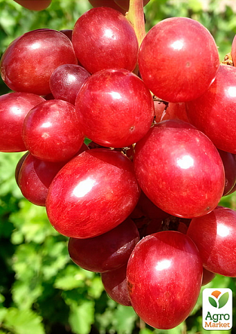 Виноград "Подарок Никополю" (раннеспелый, крупная гроздь, сочная хрустящая мякоть) - фото 2