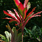 Кордилина "Танго вдвоем" (Cordyline frut. Tango) дм 12 см выс. 45 см