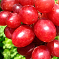 Виноград "Подарок Никополю" (раннеспелый, крупная гроздь, сочная хрустящая мякоть) купить