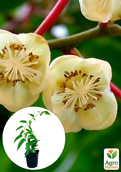 Актинидия "Опылитель, Дон Жуан"  (один саженец опыляет до 5-6 растений! мужской цветок) 1