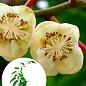 Актинидия "Опылитель, Дон Жуан"  (один саженец опыляет до 5-6 растений! мужской цветок) 