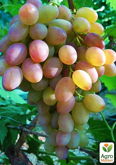 Виноград "Румба" (зверхранній термін дозрівання, м'ясисто-соковитий з приємним ароматом)1